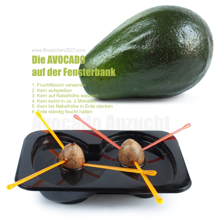 avocado anzucht einfach