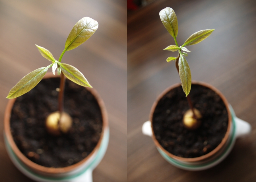 Avocado vermehren